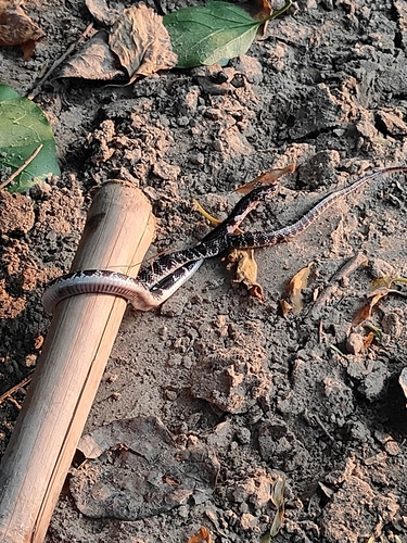 Common Krait