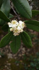 Malacomeles paniculata