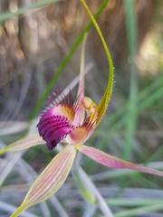 Caladenia pectinata