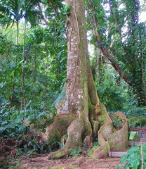 Elaeocarpus angustifolius