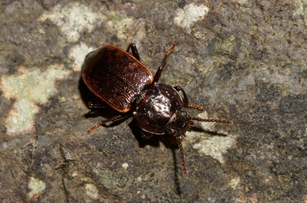 Coripera morleyana