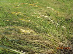 Helictotrichon desertorum