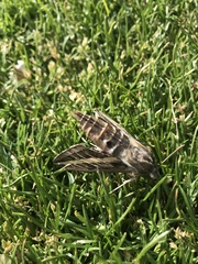 Hyles lineata