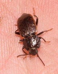 Coripera morleyana