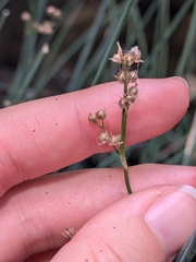 Juncus patens, photograph (c) jayjt, some rights reserved (CC BY)