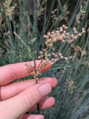 Juncus patens, photograph (c) jayjt, some rights reserved (CC BY)