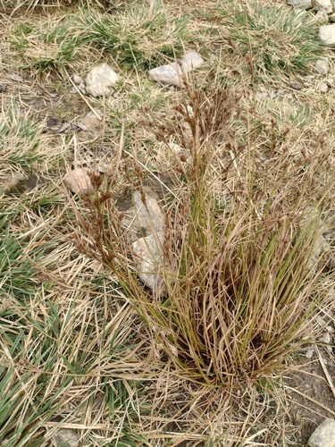 Juncus tenuis, photograph 6