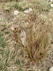Juncus tenuis, photograph (c) Bartosz Czołczyński, some rights reserved (CC BY)