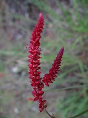 Centemopsis gracilenta image