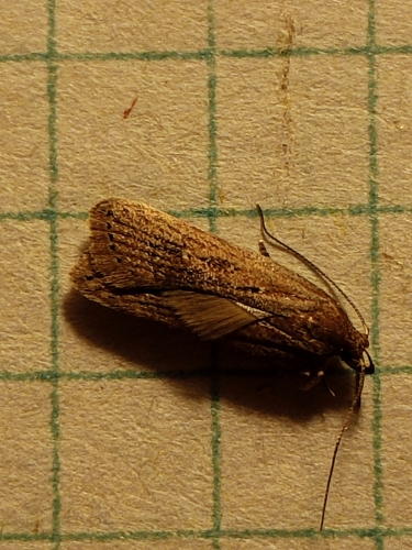 Helcystogramma triannulella