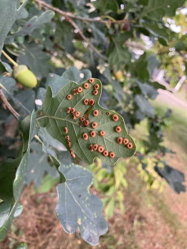 Silk-Button Spangle Gall Wasp