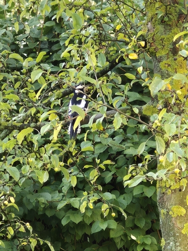 Great Spotted Woodpecker