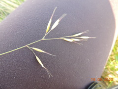 Helictotrichon desertorum