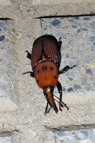 Red Palm Weevil