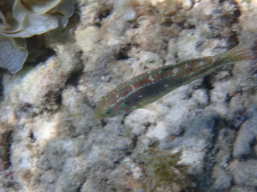 Halichoeres miniatus observed 2026-09-15