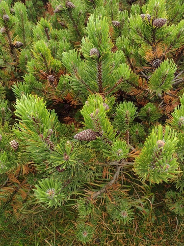 Pinus mugo, photograph 6