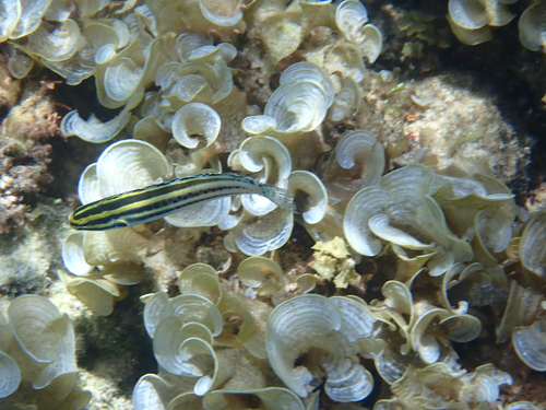 Meiacanthus grammistes observed 2026-09-15