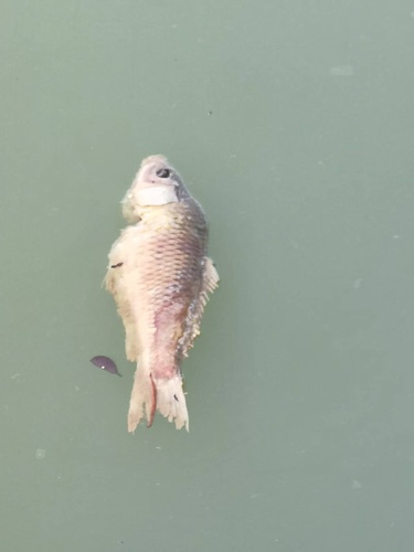Amur Carp