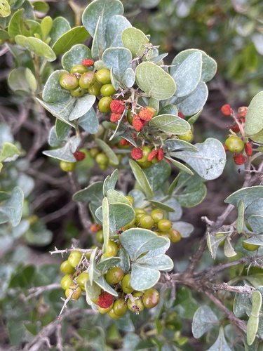 Searsia glauca, photograph 4