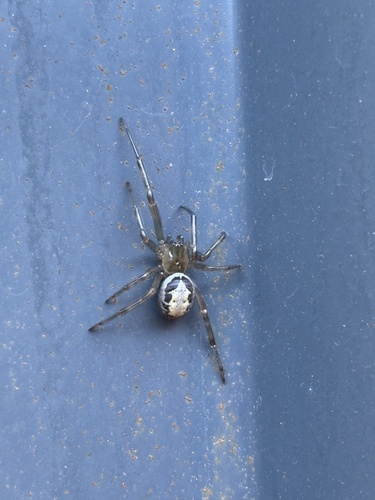 Noble False Widow