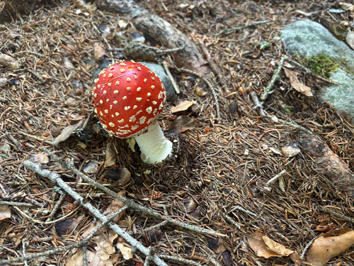 Fly Agaric