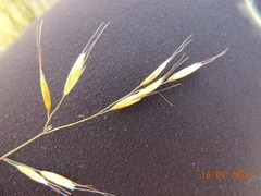 Helictotrichon desertorum