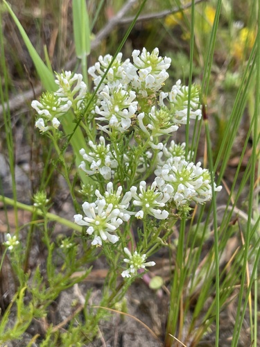 Dischisma ciliatum, photograph 3