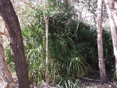 Livistona decora