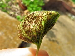 Puccinia dichondrae