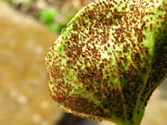 Puccinia dichondrae