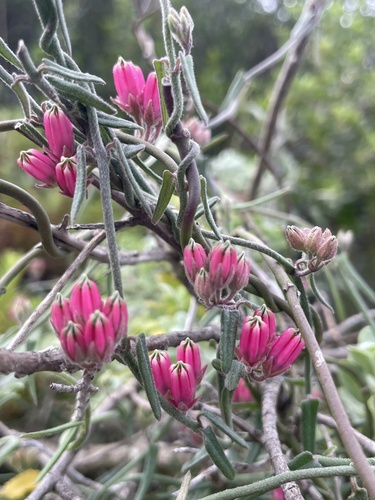 Microloma sagittatum, photograph 2