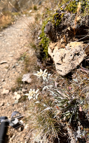Alpine Edelweiss