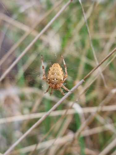 Cross Orbweaver