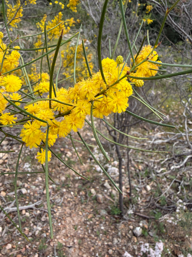 Acacia rigens observed 2026-09-15