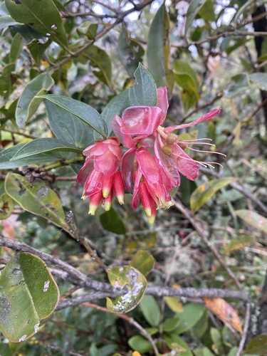 Cavendishia bracteata observed 2026-09-14