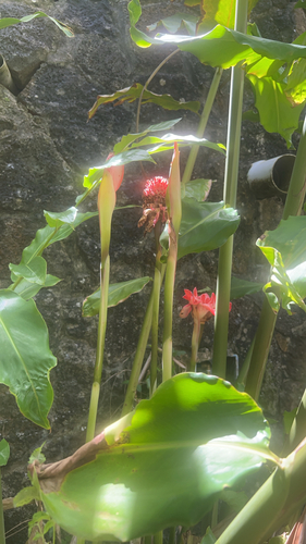 Torch ginger