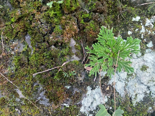 Selaginella tamariscina