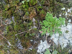 Selaginella tamariscina