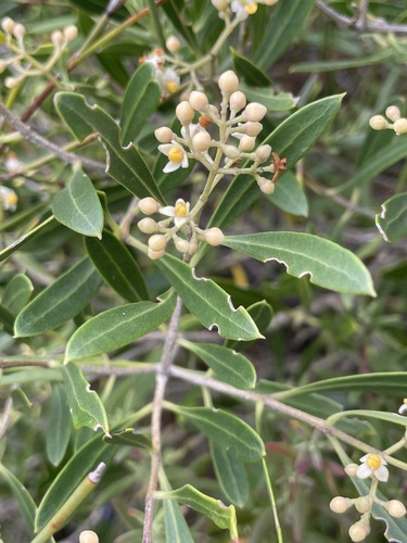 Olea exasperata, photograph 2