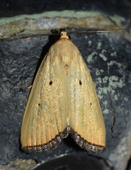 Marimatha nigrofimbria