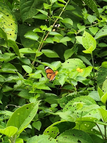 Common Tiger Butterfly