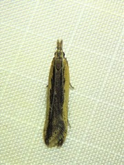 Dichomeris ligulella