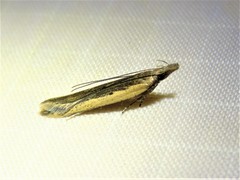 Dichomeris ligulella