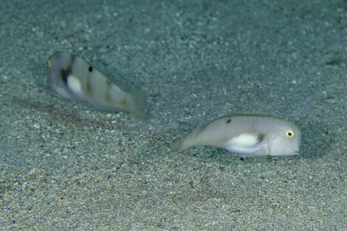 Iniistius aneitensis observed 2026-09-03