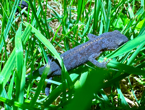 Alpine Newt