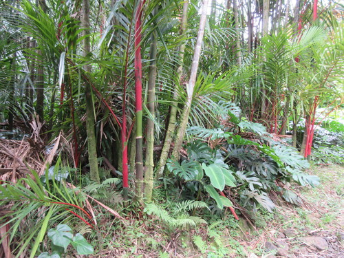 Cyrtostachys renda