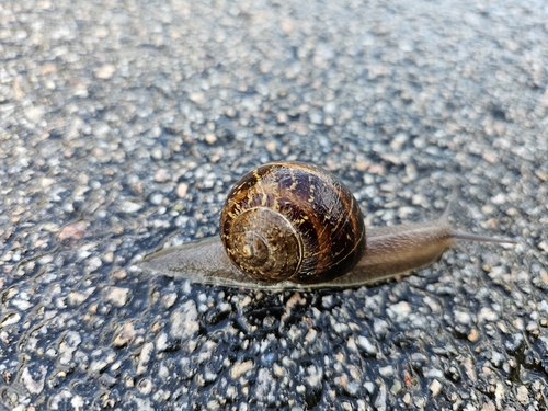 Garden Snail