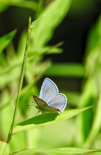 Common Blue