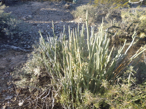 Slipper Plant