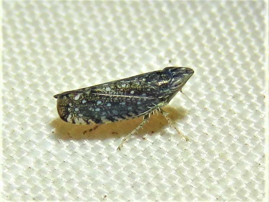 The yellow-faced leafhopper